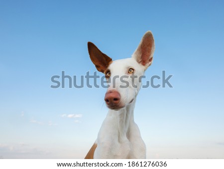 dog portrait, wide angle, funny face. Graceful Ibizan greyhound on a sky background. Pet in nature.  Royalty-Free Stock Photo #1861276036
