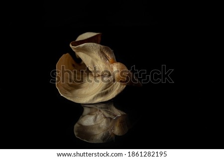GOIANIA GOIAS BRAZIL - NOVEMBER 20 2020: Snail on a dry leaf with black background. Photo made in studio.