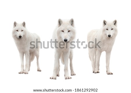 Polar wolfs isolated on a white background.