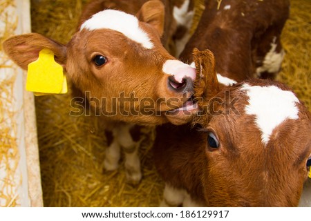 Newborn calf lying on the clean straw in the paddock