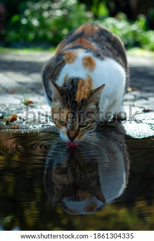 Fat cat drinking in a puddle of water in the yard