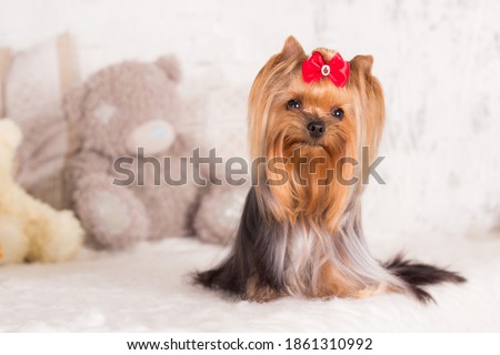 small dog with a well-groomed Yorkshire terrier coat on the bed with soft toys. Red papillote. Long wool. long hair.