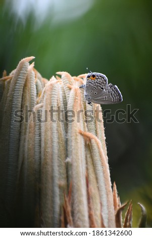 A Cycad Blue Butterfly delicately placing its eggs on a plant.