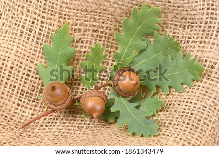 Three acorn connected by an oak tree branch. Isolated on sackcloth background. High resolution photo. Full depth of field.