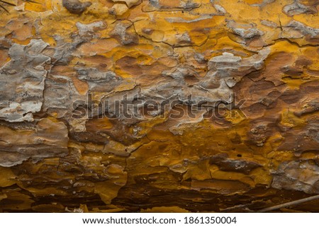 Texture of a pine tree bark
