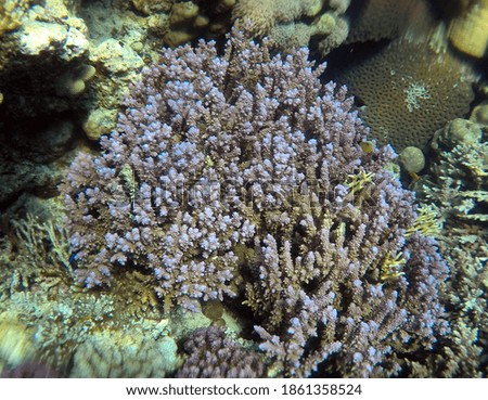 ropical coral reef. Ecosystem and environment. Egypt. Near Sharm El Sheikh