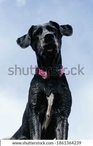 Close-up photograph of a black dog seen from below looking at the camera from above.