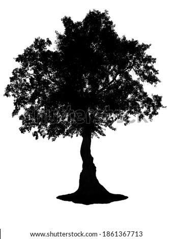 Big tree silhouette Black and White on a white background isolated