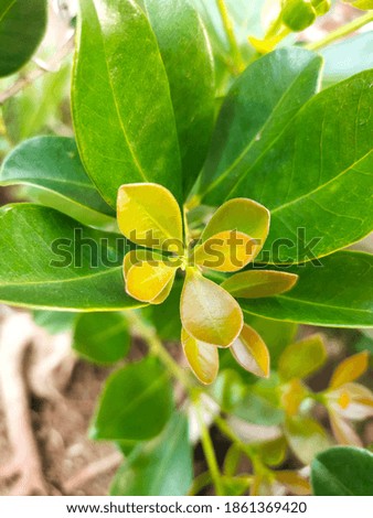 Photo of yellow leaves and dry leaves that are very nice and very suitable for wallpapers and backgrounds