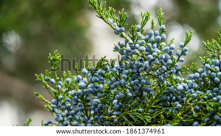 Close-up of beautiful branch of Juniperus virginiana tree or Pencil Cedar with lot ripe blue berries. Selective focus of blue fruit Eastern Red Cedar tree. Nature concept for  design  Royalty-Free Stock Photo #1861374961