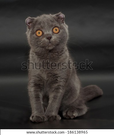 Scottish Fold kitten sits on black background