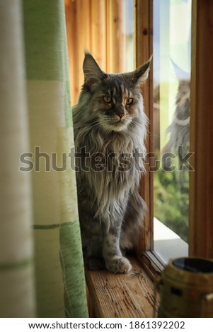 portrait of a beautiful fluffy Maine Coon sitting on the windowsill