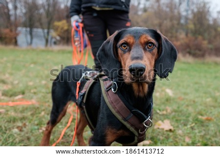  Mixed breed black dog with intense orange eyes during training on a long orange leash in a dog park. Very focused. Blurred dog coach in background.