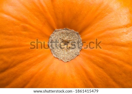 A pumpkin bottom texture top view. Winter squash. Halloween symbol for pattern and background 