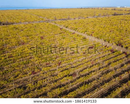 Drone view of beautiful vineyard landscape in autumn. Aerial photography from the top