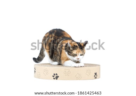 Adul three coloured tabby cat scratching paper cat scratcher with paws from recyclable cardboard isolated on white background Royalty-Free Stock Photo #1861425463