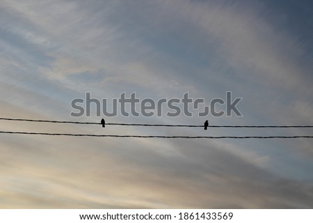 Birds on power lines wires. Black Crow Raven against Blue Sky in Sunset with Yellow Clouds 