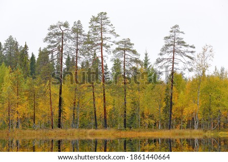 Autumn forest in Finland. Green and yellow trees in the wood, north of Europe.. Fall landscape with pine and birch trees. Landscape with detail of trees from taiga. Wood near the water lake.