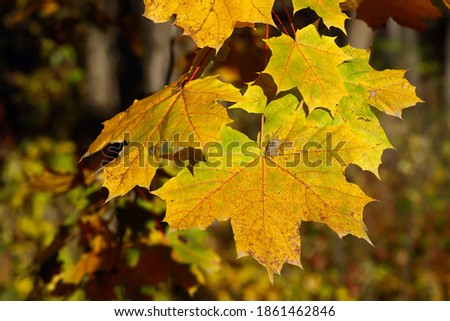 Yellow maple leaves close up. Wildlife background. Horizontal, cropped image, free space.