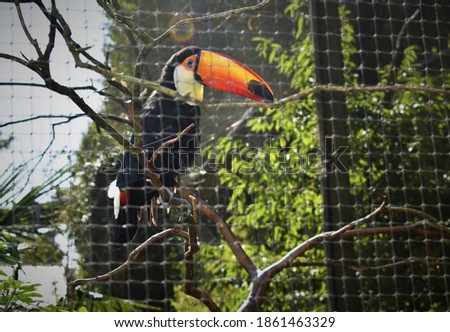 a toucan in a cage at a zoo