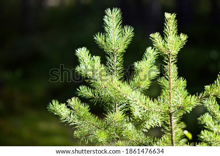 Bright green young spruce trees in sunny day. Young green Needles on spruce branches close-up. Coniferous forest landscape. Evergreen pine trees close-up. Clean environment. Reforestation concept. Royalty-Free Stock Photo #1861476634