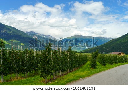 Summer landscape along the cycleway of the Venosta valley and the Adige river, in the Bolzano province, Trentino Alto Adige, Italy. Apples