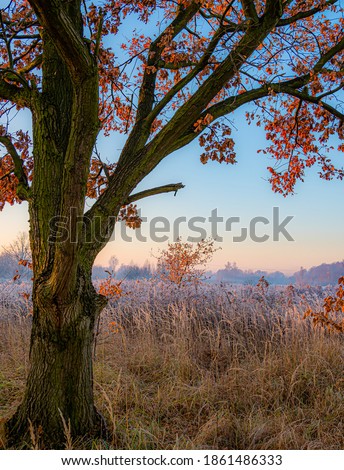 Vertical picture of a nature - view on a meadow from under a tree.