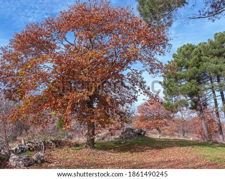 LANDSCAPE OF CHESTNUTS AND PINES IN AUTUMN IN THE SIERRA DE SAN VICENTE, TOLEDO, SPAIN