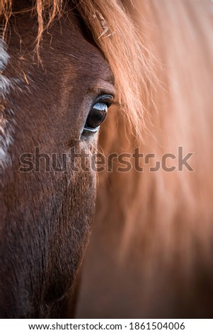 horse eye detail, vertical photo