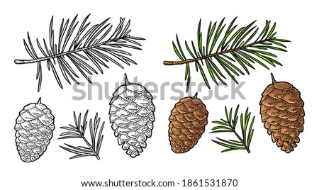Pine cone and branch of fir tree. Isolated on white background. Vector vintage color engraving illustration.