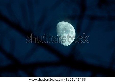 
picture of the moon through some tree branches