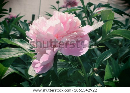 Peonies in different stages of inflorescence and maturation