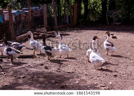 Group of ducks on a farm