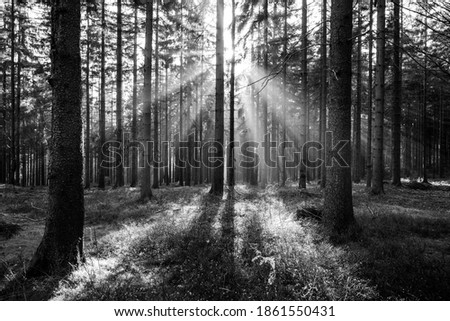 Sun beams in autumn forest. Misty mood in autumnal fantasy woodland. Black and white image.