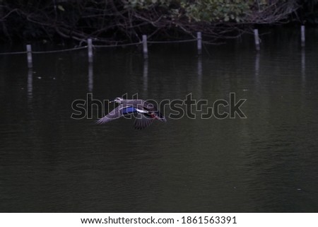 wild duck is flying in the dark pond