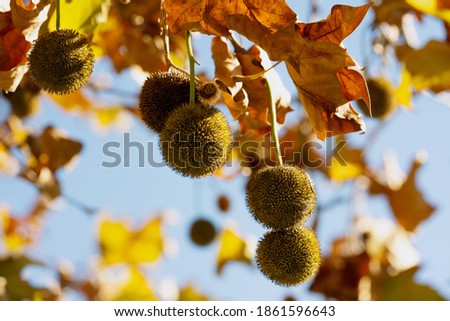 Platanus seeds on autumn sunny day wth a yellow leaf and blue sky background Royalty-Free Stock Photo #1861596643