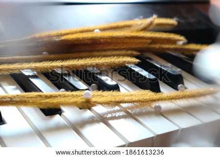 Dried grass on piano keyboard, dried flowers on piano keyboard with bokeh effect