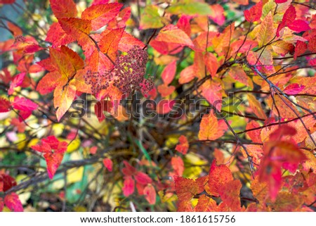 bright autumn background leaves and fruits of chokeberry Bush. High quality photo