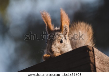 Funny squirrel with gray winter fur near feeder in the forest. Animals in wild nature. Selective focus. Shallow depth of field.