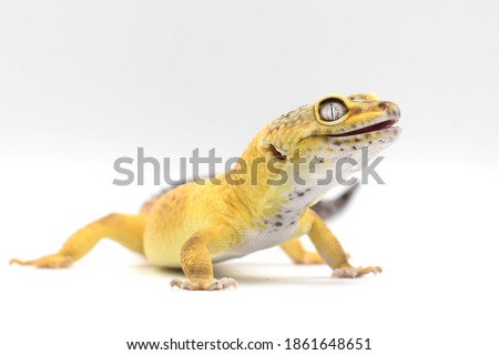 Exotic Lemon Frost Leopard Gecko isolated in bright white background