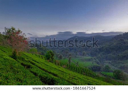 Tea plantation in the morning with blue sky and landscape. Kebun teh Bandung Ciwidey dengan langit biru di pagi hari 