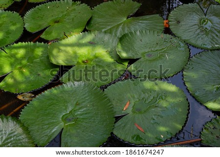 Water Lily (Nymphaea pubescens) pads. This image is suitable for natural wallpapers and backgrounds.