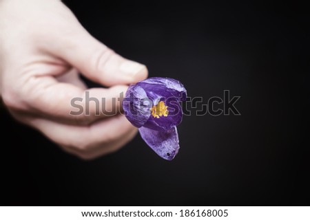hand holding a flower, blurred shot with focus on flower