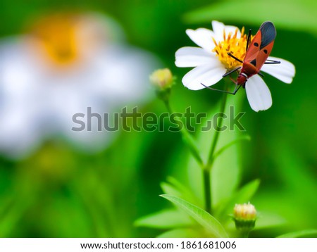 Noise. Grain. Shake. Motion blur. Insects perched on wild-growing flowers