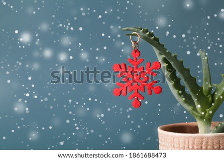 Christmas decoration in form of red snowflake on green aloe vera in pot on blue background with snow. Christmas minimal card background. copy space