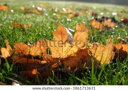 Maple leaves on the lawn