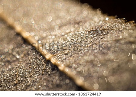 Dew drops on an autumn fallen leaf, shimmering in the sun, shot in close-up with bokeh. Abstract macro background.