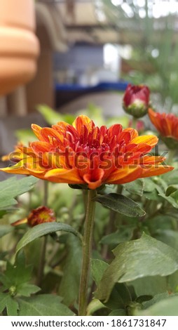 Orange dahlia in garden. A picture of the beautiful orange dahlia flowers. Dahlias are perennial plants with tuberous roots, though they are grown as annuals in some regions with cold winters.