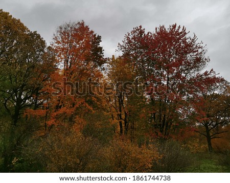 Autumn landscape with trees in the Park