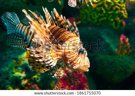Venomous Lion Fish in Coral Reef Red lionfish